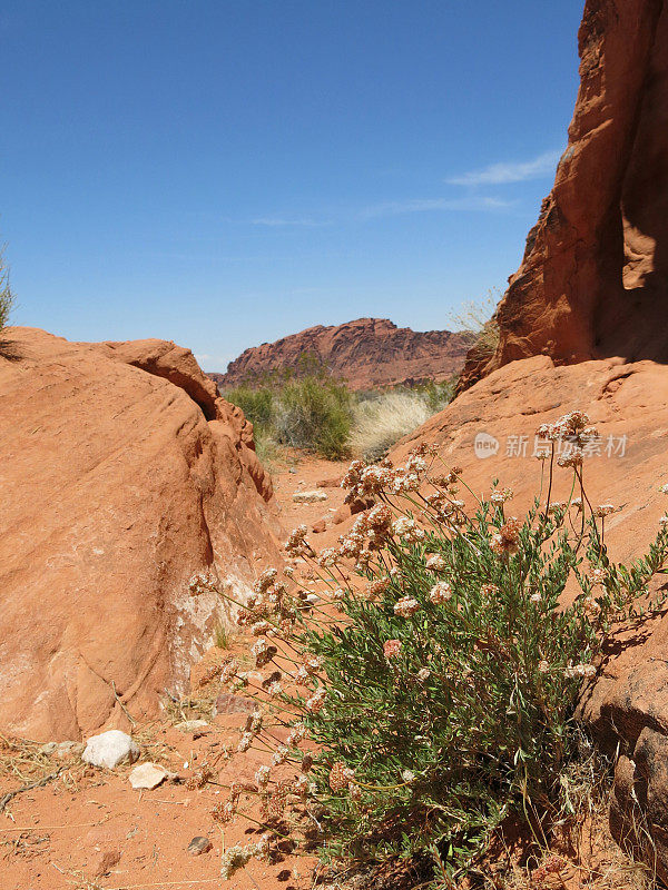 Dry Flower Plant, Red Rocks, Valley of Fire Park, Nevada